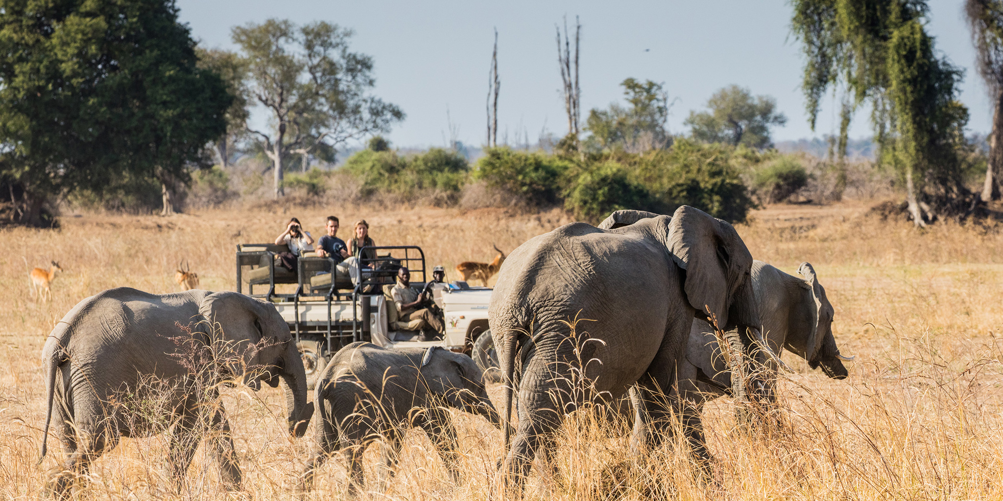 Tafika Camp morning drive elephant herd zambia yellow zebra safaris