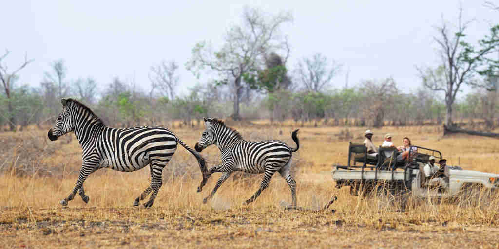 tafika camp zambia game drive zebras yellow zebra safaris