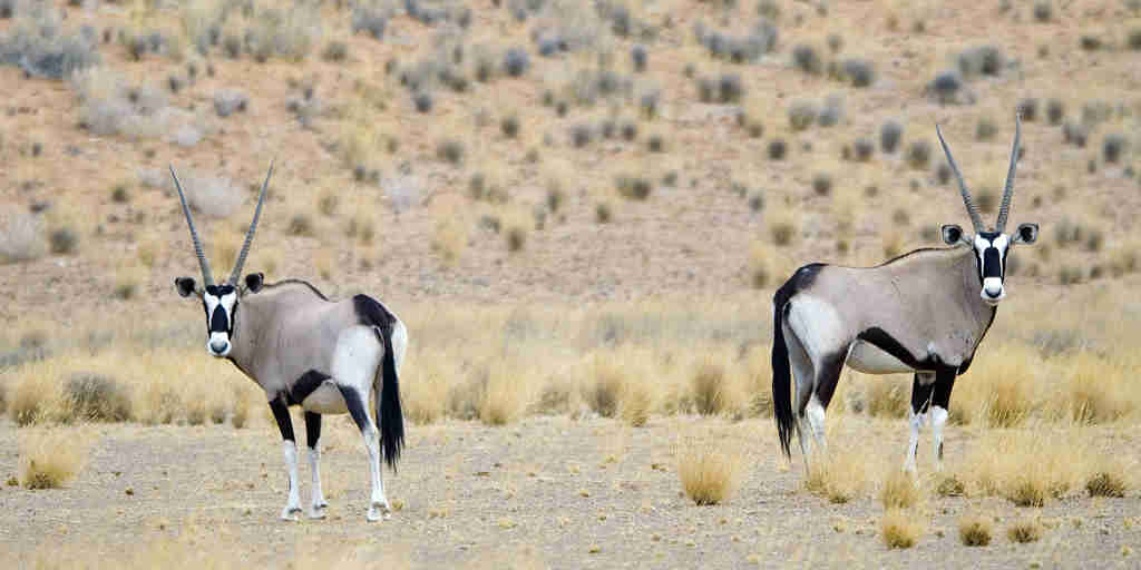 oryx doro nawas camp namibia yellow zebra safaris
