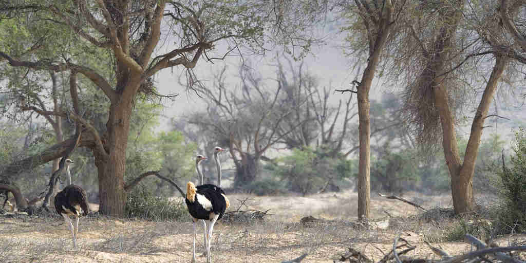 ostriches doro nawas camp namibia yellow zebra safaris