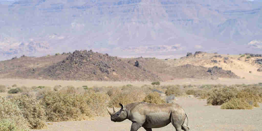 rhino doro nawas camp namibia yellow zebra safaris