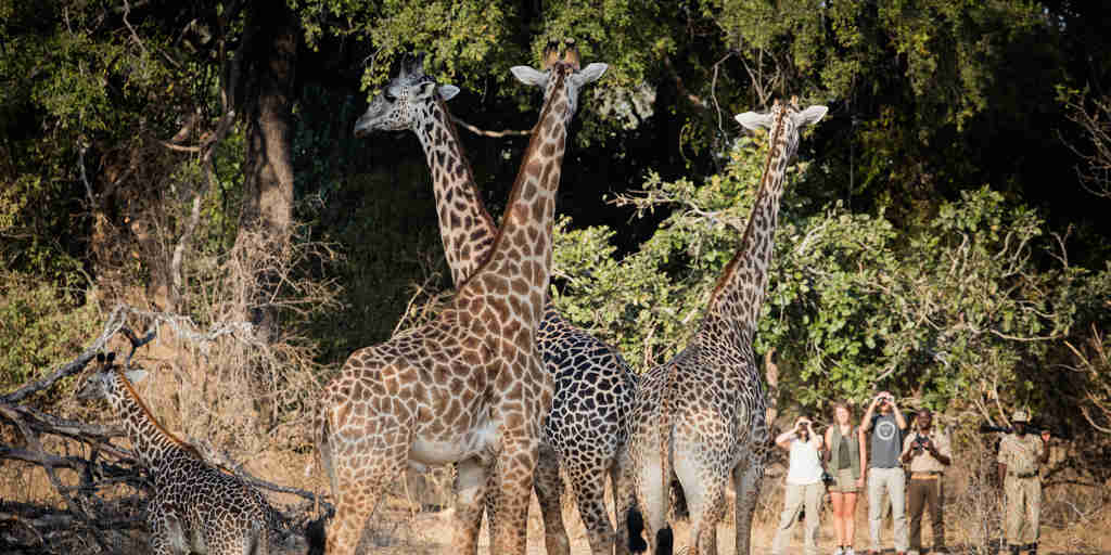 Chikoko Trails walking giraffe zambia yellow zebra safaris
