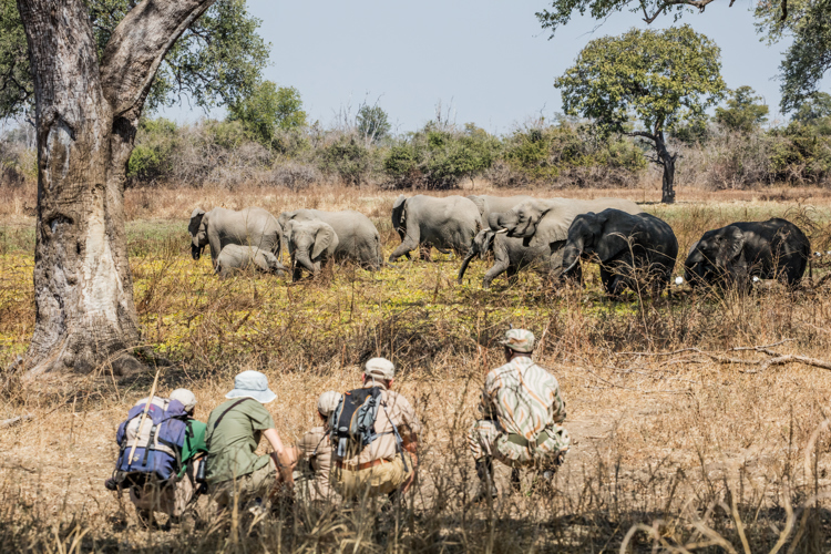 chikoko tree camp elephants zambia yellow zebra safaris