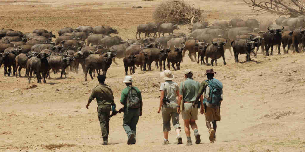 chikoko tree camp walking buffalo zambia yellow zebra safaris