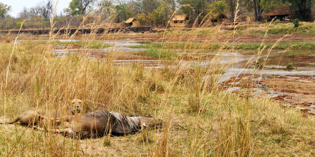 mwaleshi camp lion zambia yellow zebra safaris