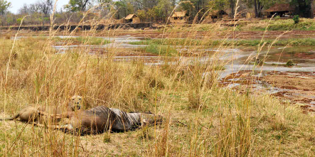 mwaleshi camp lion zambia yellow zebra safaris