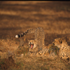 cheetahs karen blixen camp kenya yellow zebra safaris