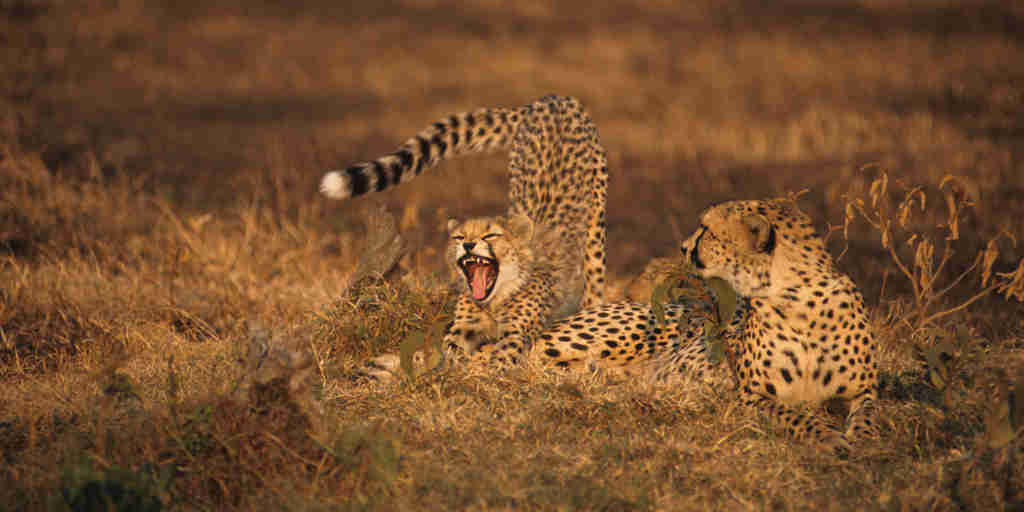 cheetahs karen blixen camp kenya yellow zebra safaris