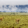 game drive lions karen blixen camp kenya yellow zebra safaris