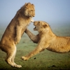 lions wildlife karen blixen camp kenya yellow zebra safaris