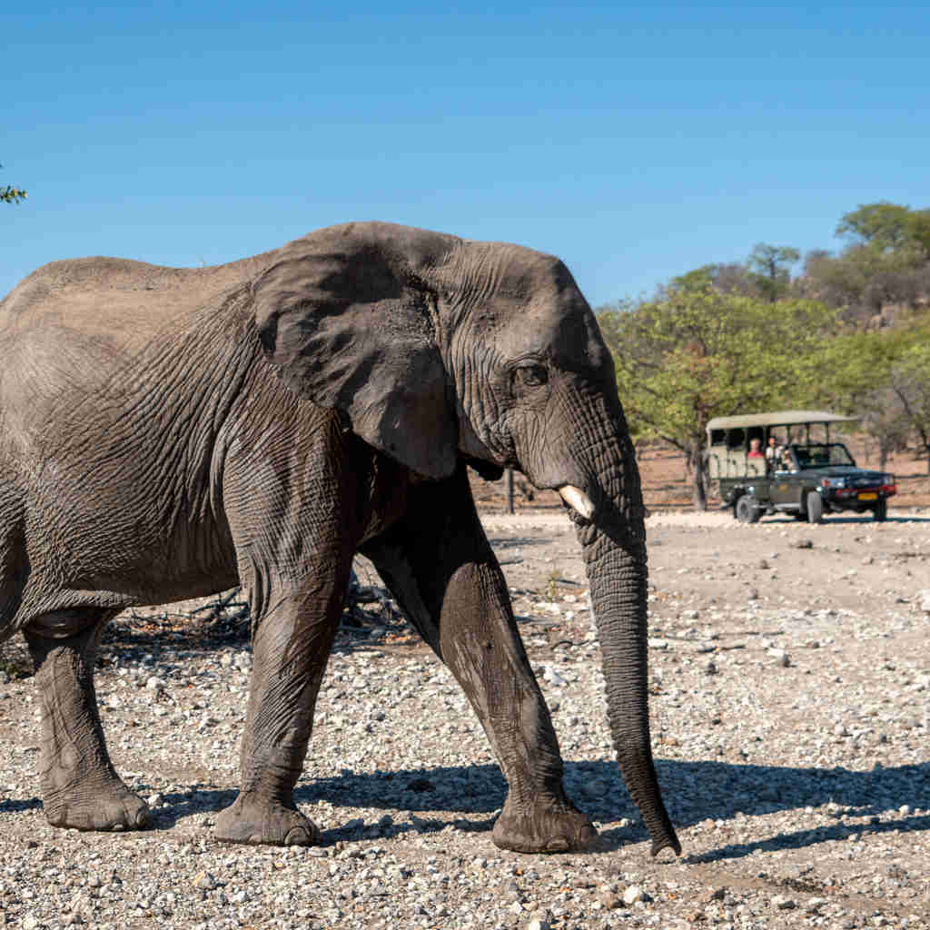 elephant game drive anderssons namibia yellow zebra safaris