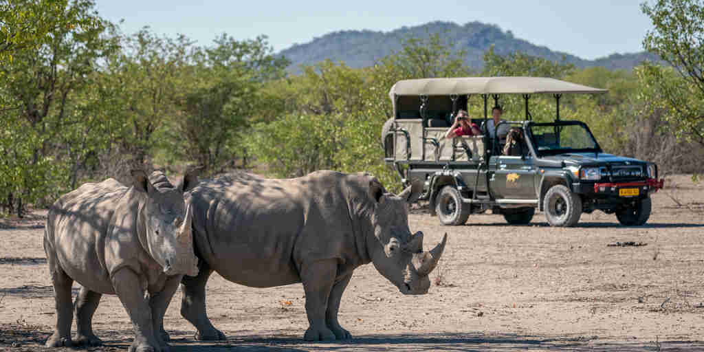 rhino wildlife anderssons namibia yellow zebra safaris