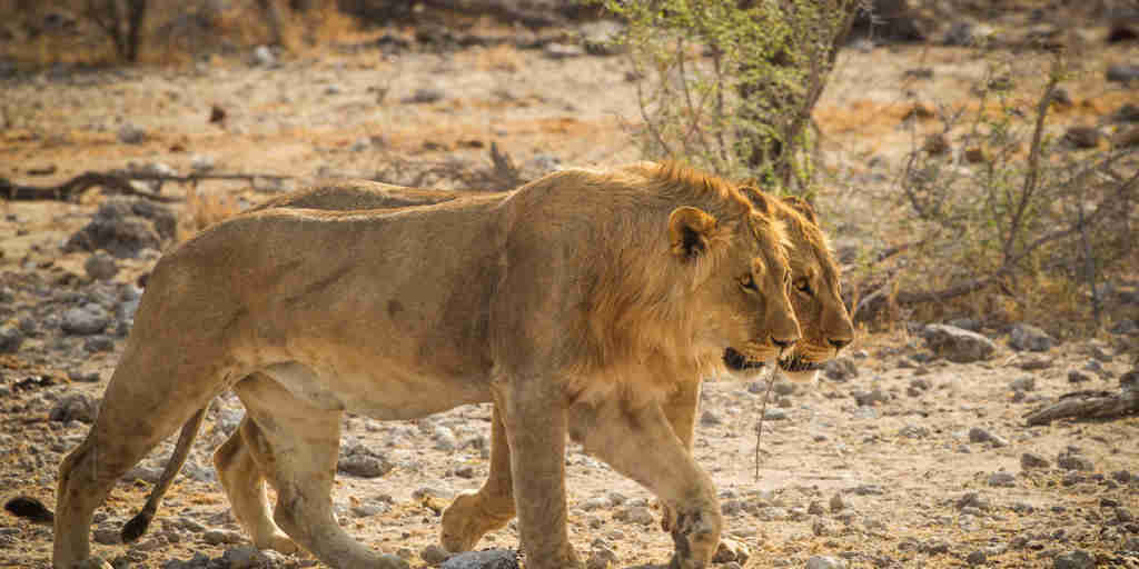 lions etosha onguma the fort namibia yellow zebra safaris