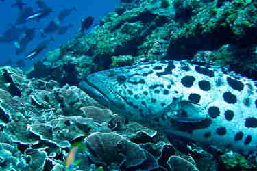 diving mnembe reef mr