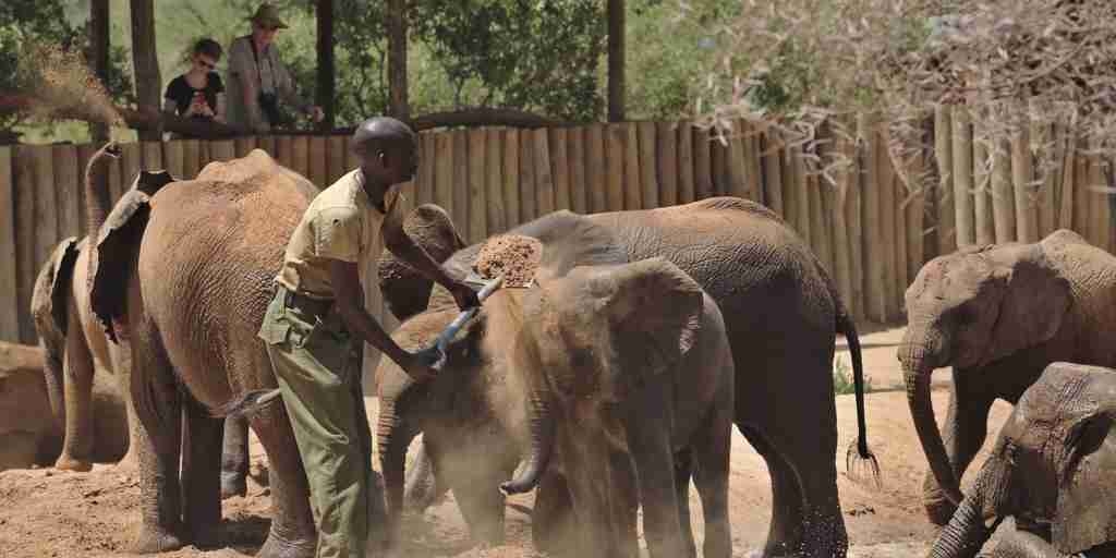 babies reteti elephant orphanage feeding reteti house kenya yellow zebra safaris