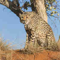 cheetah7 conservation namibia yellow zebra safaris