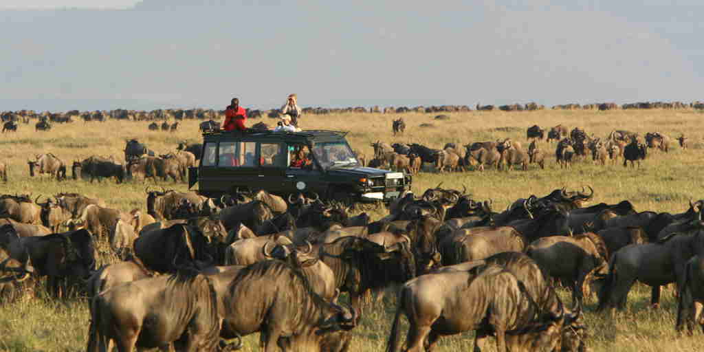 annual migration rekero kenya yellow zebra safaris