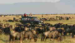 annual migration rekero kenya yellow zebra safaris