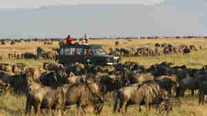 The great migration, Maasai Mara, Kenya safaris