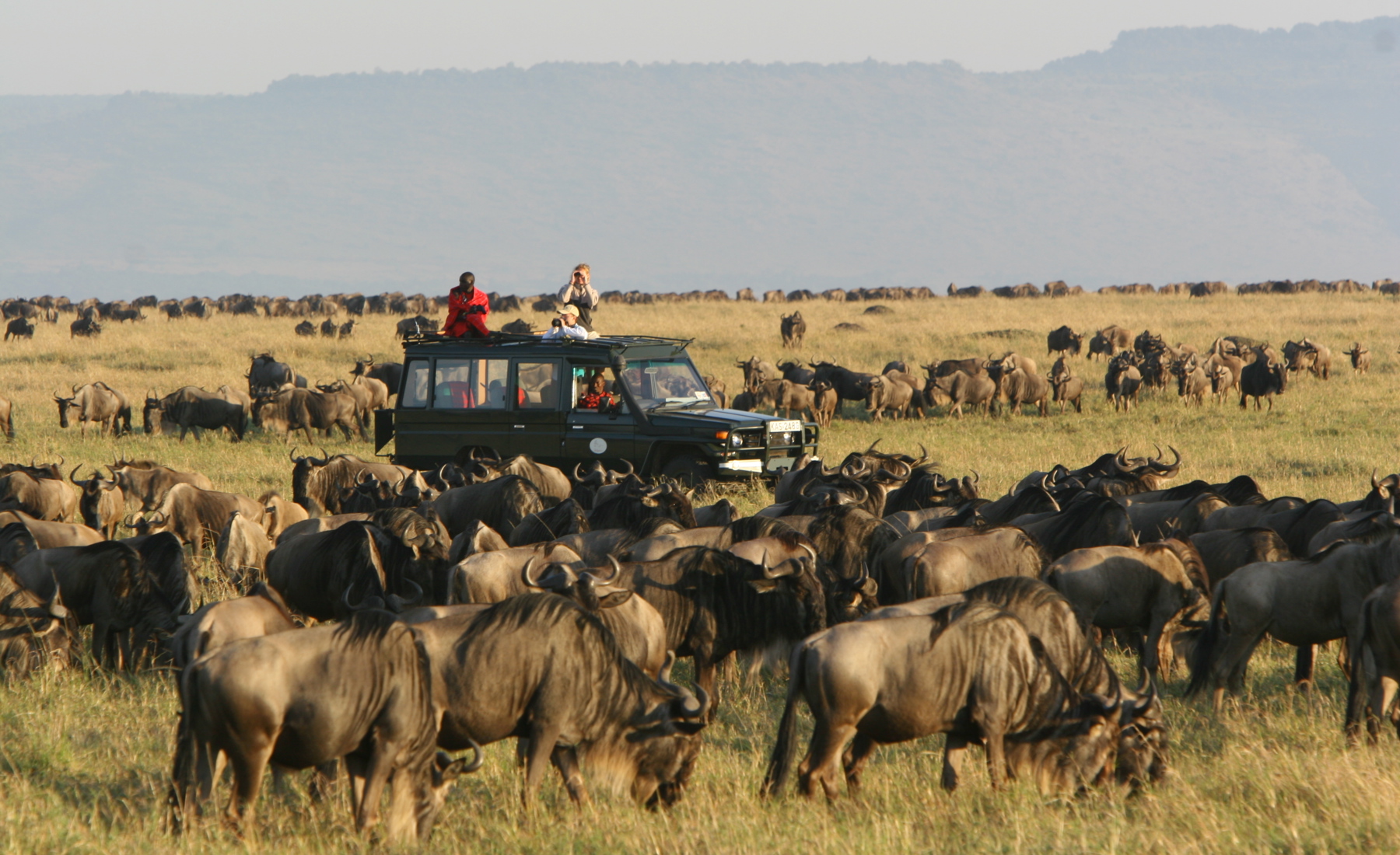 annual migration rekero kenya yellow zebra safaris