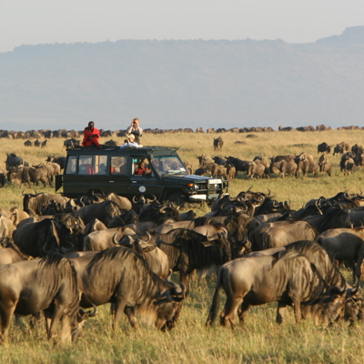 annual migration rekero kenya yellow zebra safaris