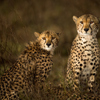 cheetahs eastern serengeti namiri plains tanzania yellow zebra safaris