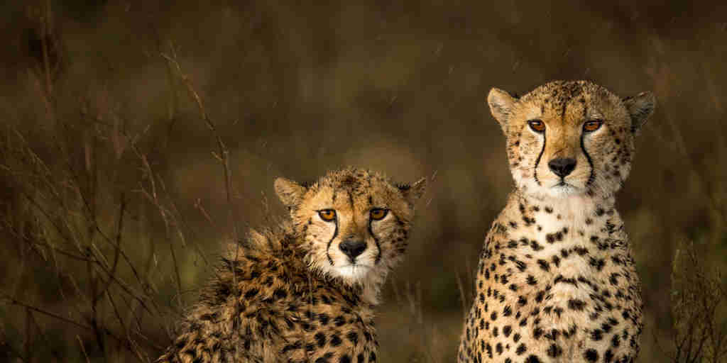 cheetahs eastern serengeti namiri plains tanzania yellow zebra safaris