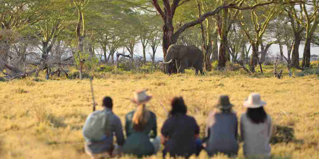 elephant walking namiri plains tanzania yellow zebra safaris