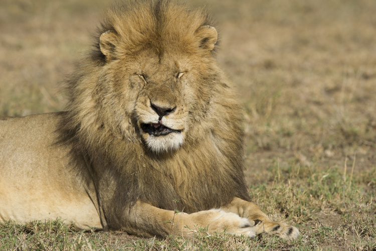 male lion sneezing namiri plains tanzania yellow zebra safaris
