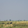 camp linyanti elephants botswana yellow zebra safaris