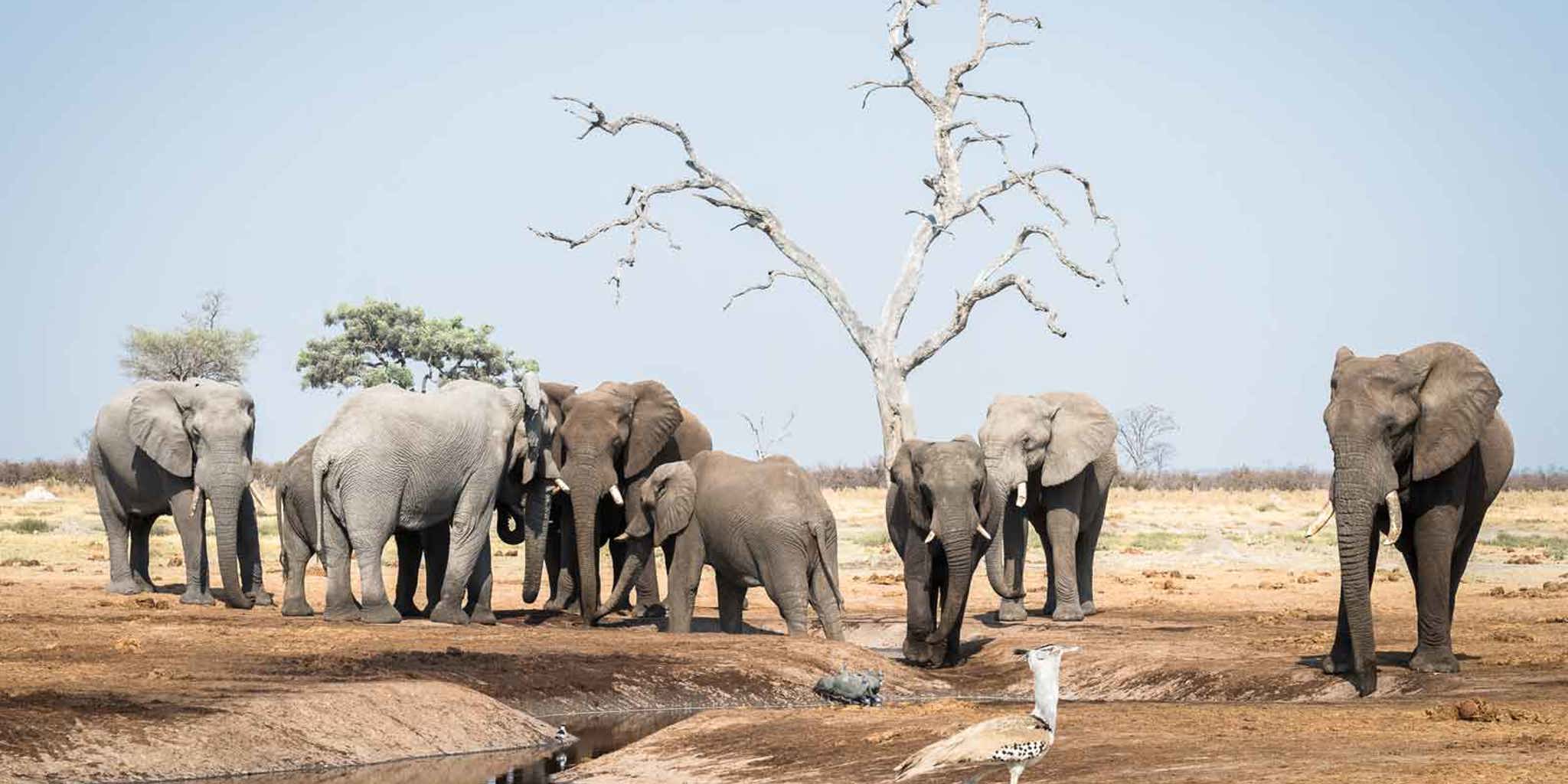 camp savuti botswana elephants yellow zebra safaris