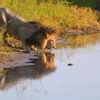 Camp Savuti Wildlife lion botswana yellow zebra safaris