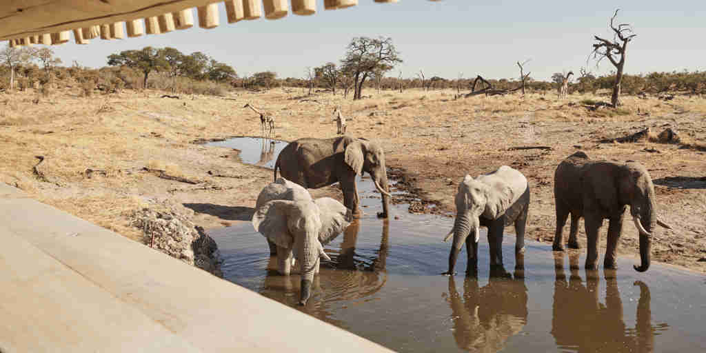 belmond savute elephant lodge wildlife botswana elephants yellow zebra safaris