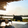 belmond eagle island lodge elephant yellow zebra safaris