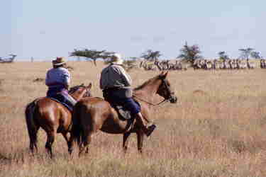 horses plain sosian kenya romantic safari blog yellow zebra safaris