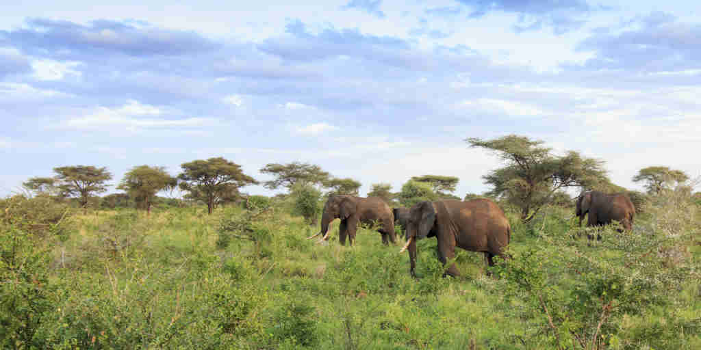 meru wilderness camp kenya elephants yellow zebra safaris