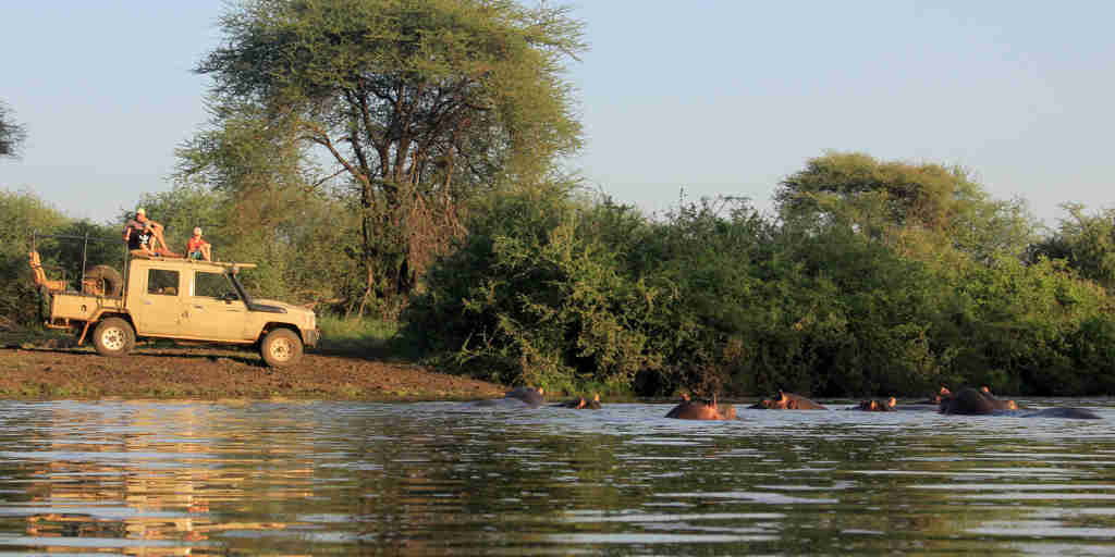 meru wilderness camp kenya game drive hippos yellow zebra safaris