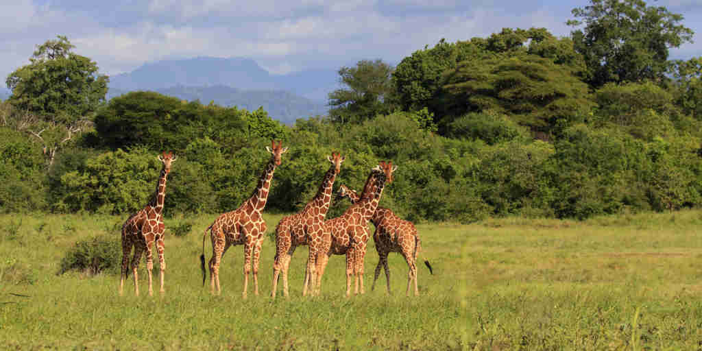 meru wilderness camp kenya giraffes yellow zebra safaris