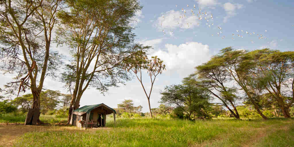 meru wilderness camp kenya tent view yellow zebra safaris