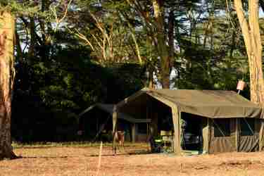 meru wilderness camp kenya tent yellow zebra safaris