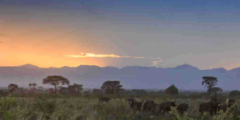 meru wilderness camp kenya buffalo sunset yellow zebra safaris