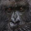 singita kataza house rwanda gorilla yellow zebra safaris