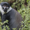 singita kataza house rwanda monkey yellow zebra safaris