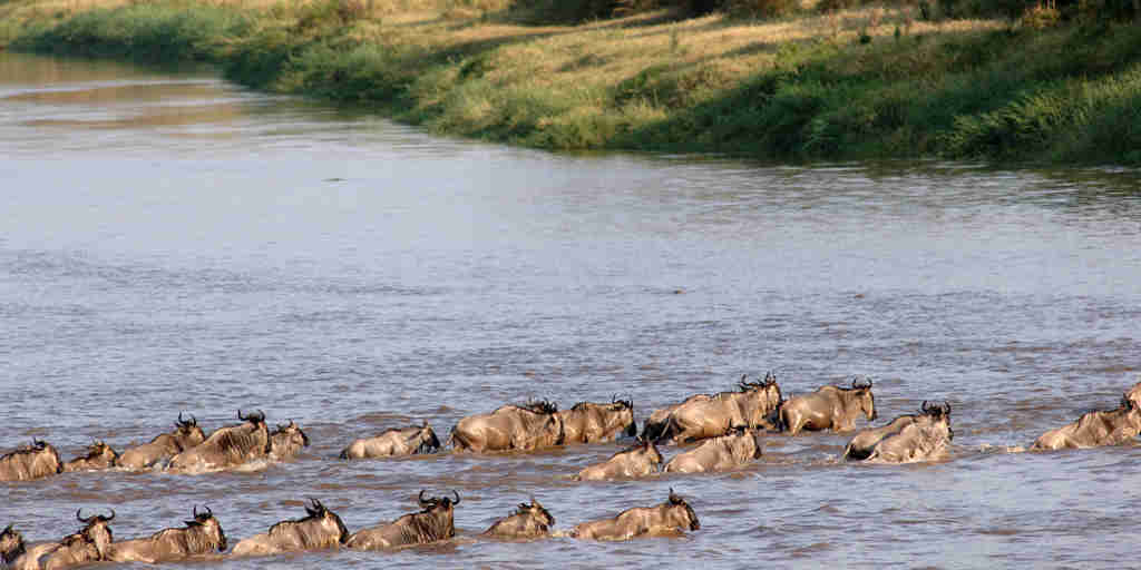 mara mara tented lodge tanzania buffalos yellow zebra safaris