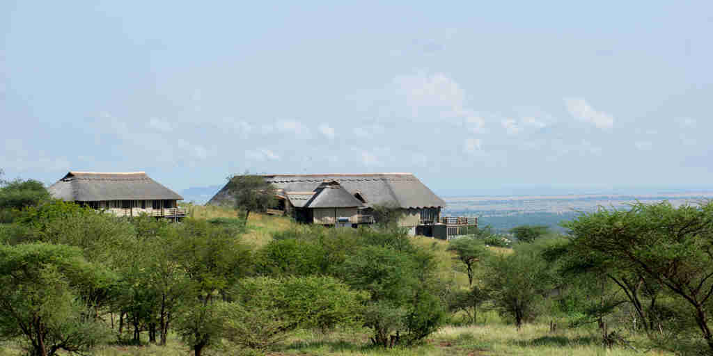 mara mara tented lodge tanzania view yellow zebra safaris