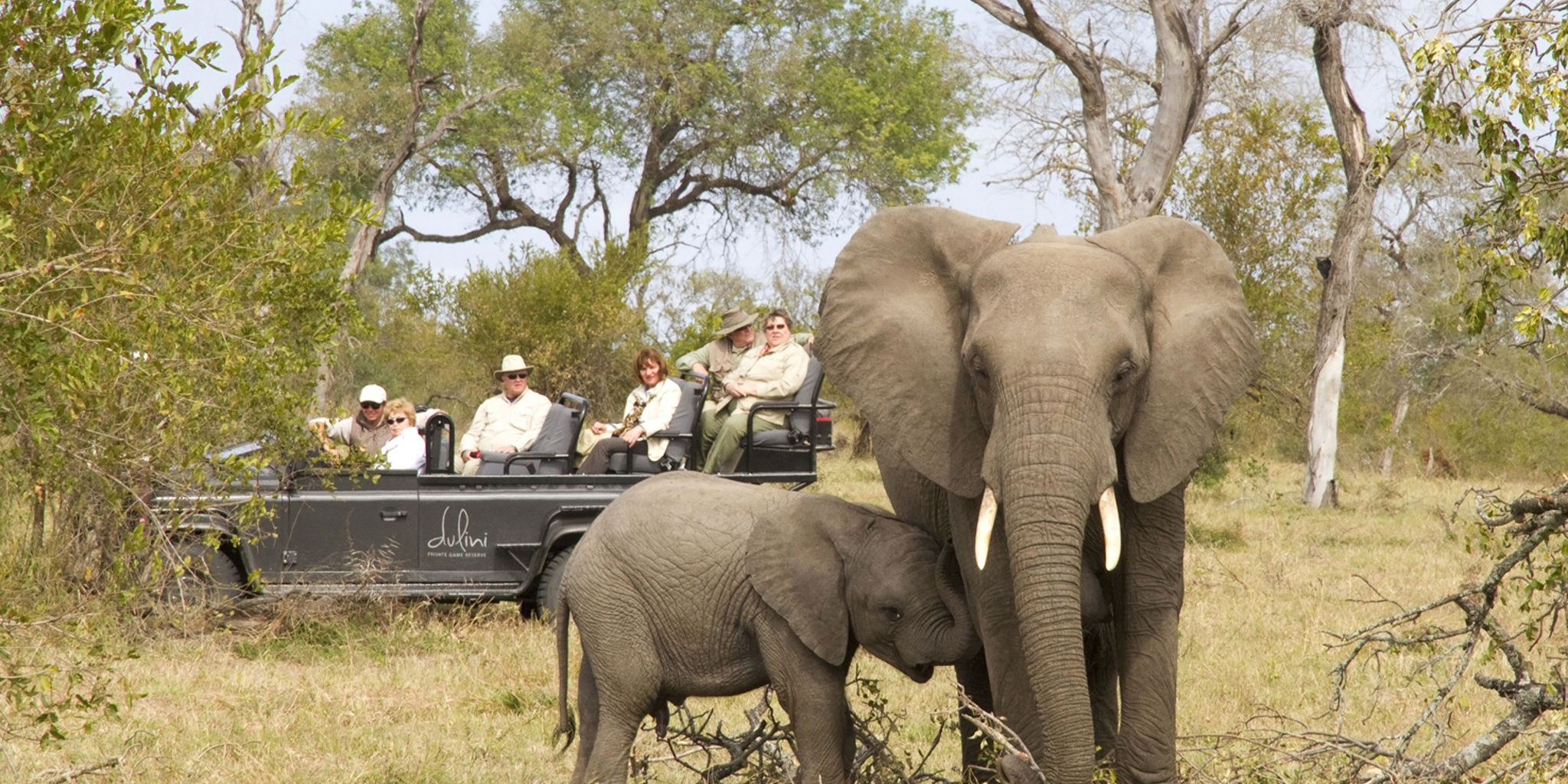 dulini lodge game drive south africa yellow zebra safaris