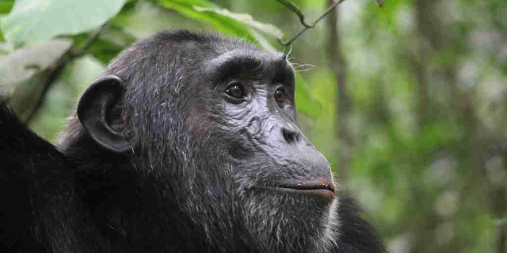 chimpanzee trekking, kibale national park, uganda safaris