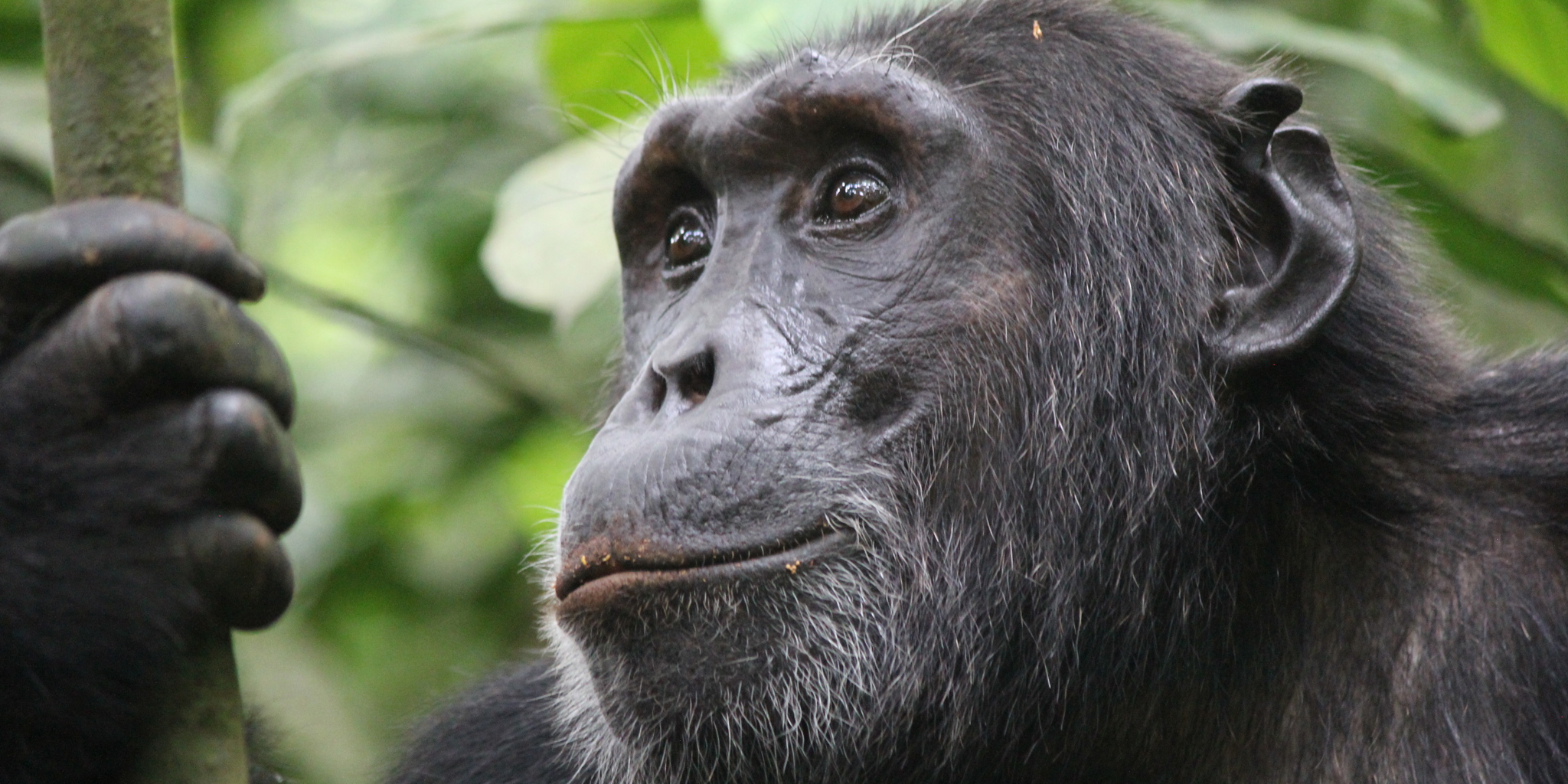 gorilla safaris in kibale national park, uganda