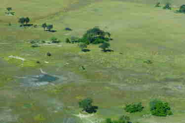 water levels northern okavango delta yellow zebra safaris