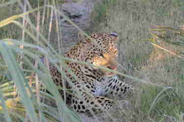 southern delta leopard water levels northern okavango delta yellow zebra safaris